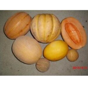 Landrace Gardening: Replanting Hybrids image